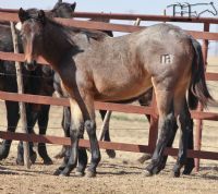 Annabone's 2018 Bay Roan Filly